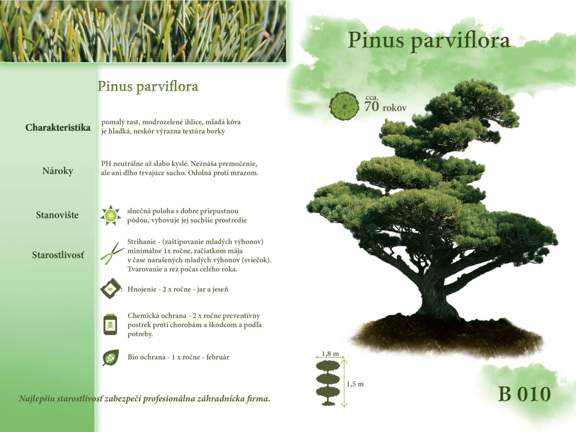 Pinus parviflora Borovica bonsaj
